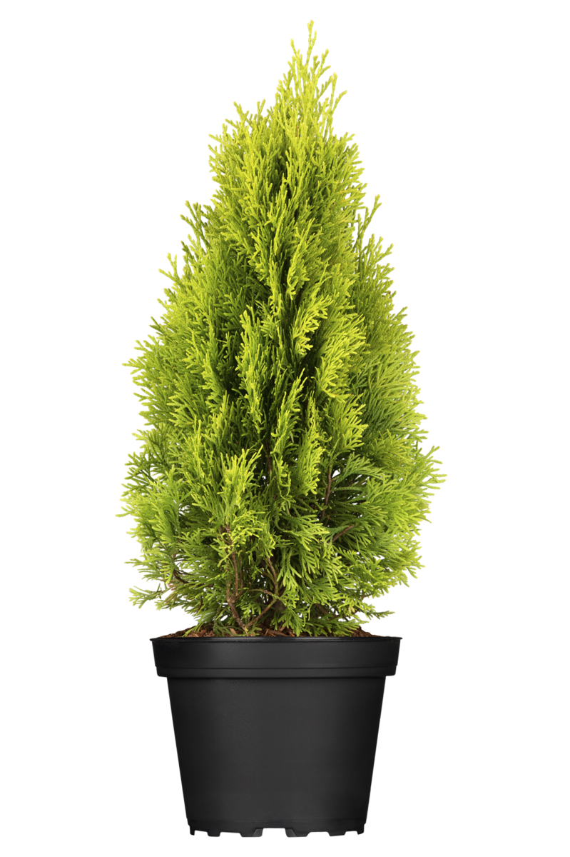 Lebensbaum 'Golden Smaragd®' (Thuja occidentalis 'Golden Smaragd®') - Gelb - winterhart | Bild 2