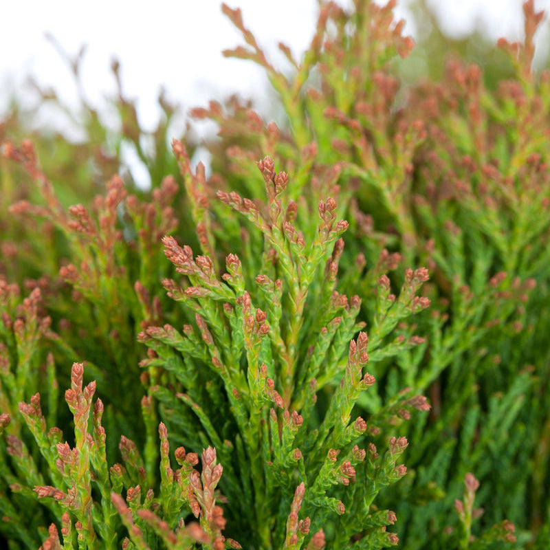 Lebensbaum 'Miky' (Thuja occidentalis 'Miky') - Grün - immergrün - winterhart | Bild 1