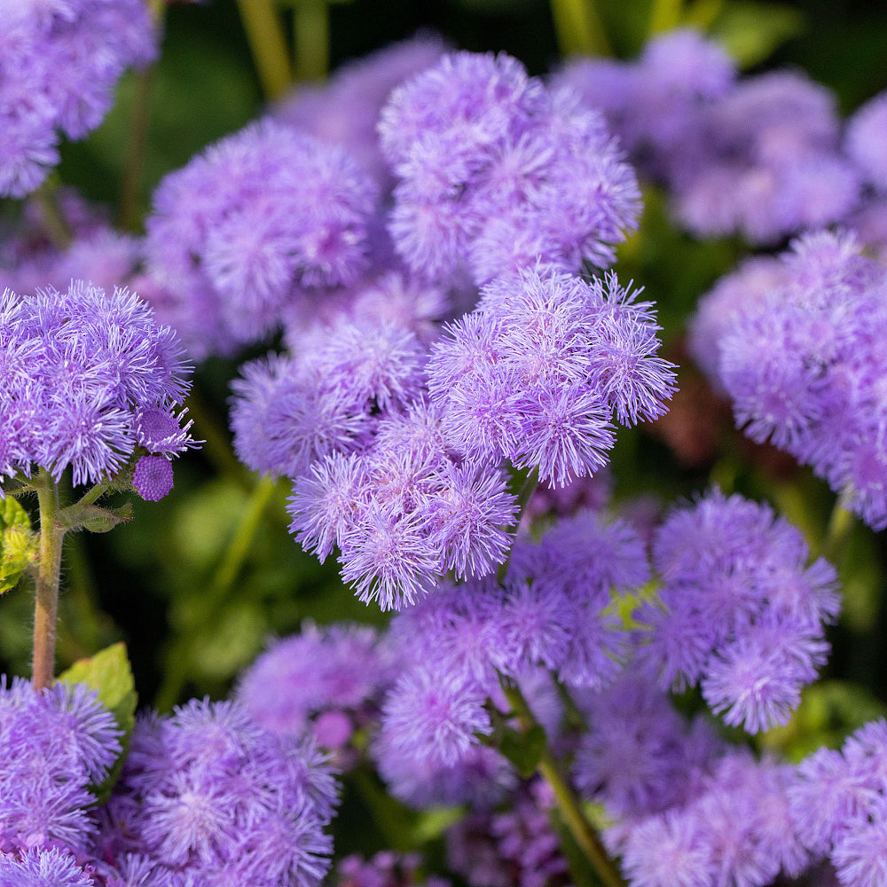 Leberblume (Ageratum houstonianum) - Blau | Bild 1