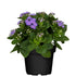 Leberblume (Ageratum houstonianum) - Blau | Bild 2