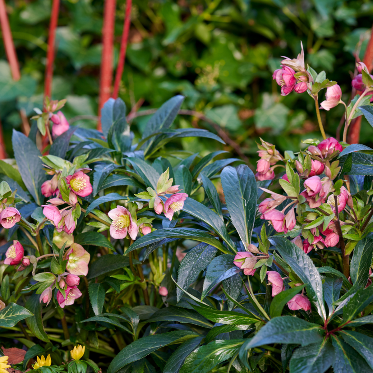 Lenzrose 'Dacaya®' (Helleborus Arthybriden 'Dacaya®') - Violett - winterhart | Bild 2