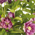 Lenzrose 'Double Ellen' (Helleborus orientalis 'Double Ellen') - Rot - winterhart | Bild 1