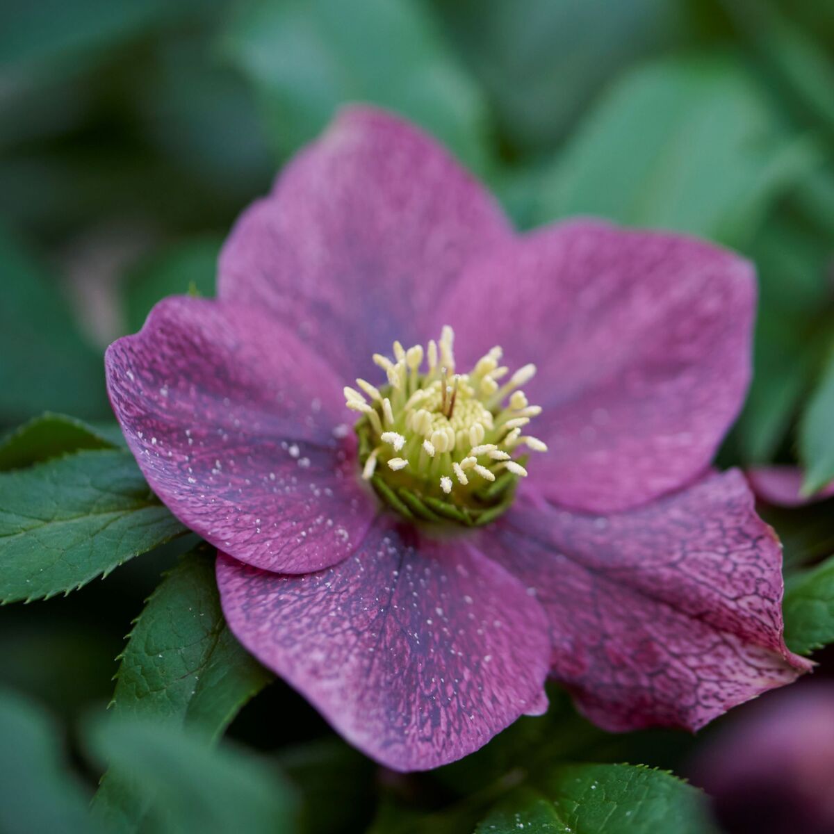 Lenzrose 'ViV® Victoria' (Helleborus orientalis 'ViV® Victoria') - Rot - immergrün - winterhart | Bild 2