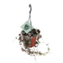 Leuchterblume (Ceropegia woodii) - Grün | Bild 1