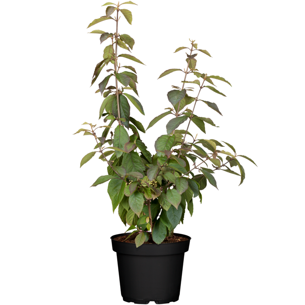 Liebesperlenstrauch 'Profusion' (Callicarpa bodinieri giraldii 'Profusion') - Violett - sommergrün - winterhart | Bild 2