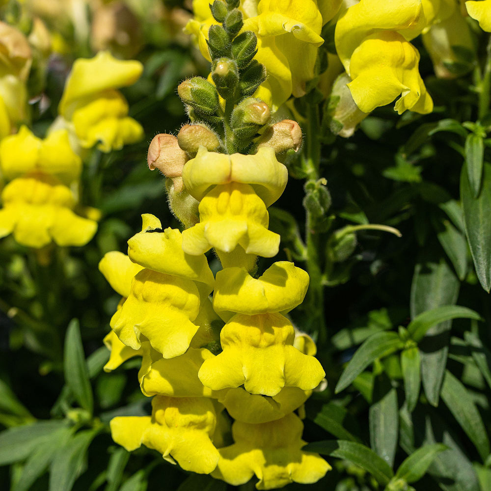 Löwenmäulchen (Antirrhinum majus) - Gelb | Bild 1