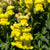 Löwenmäulchen (Antirrhinum majus) - Gelb | Bild 1
