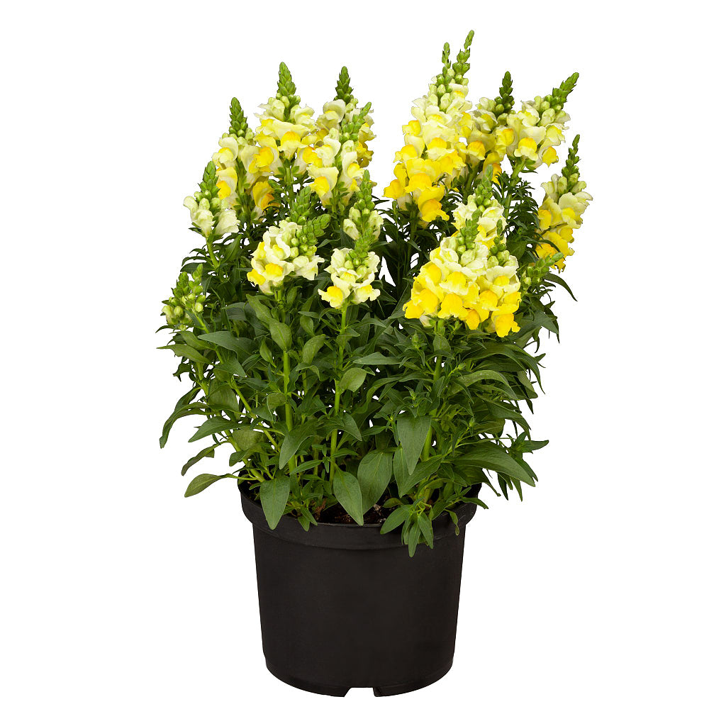 Löwenmäulchen (Antirrhinum majus) - Gelb | Bild 2