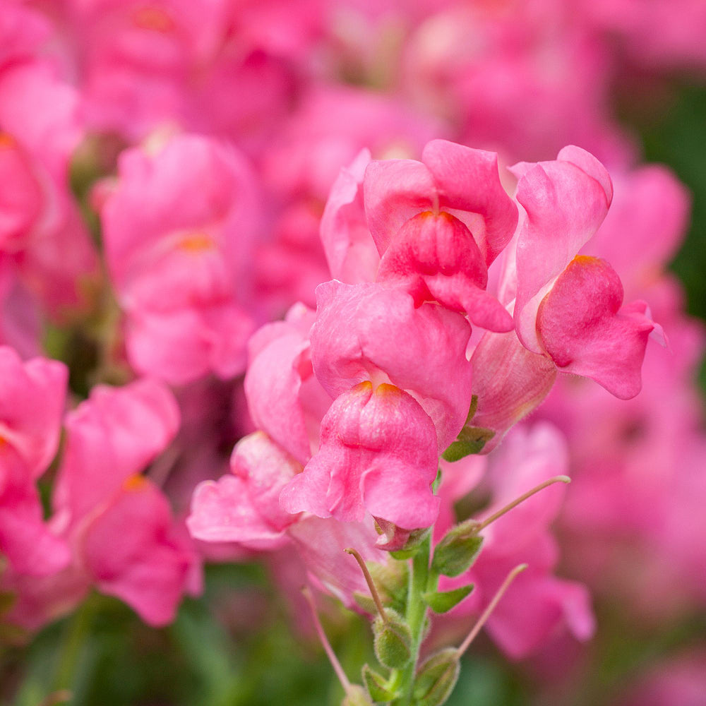 Löwenmäulchen (Antirrhinum majus) - Rosa | Bild 1