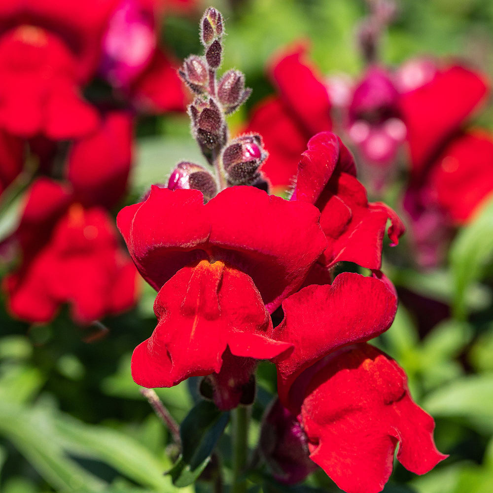 Löwenmäulchen (Antirrhinum majus) - Rot | Bild 1