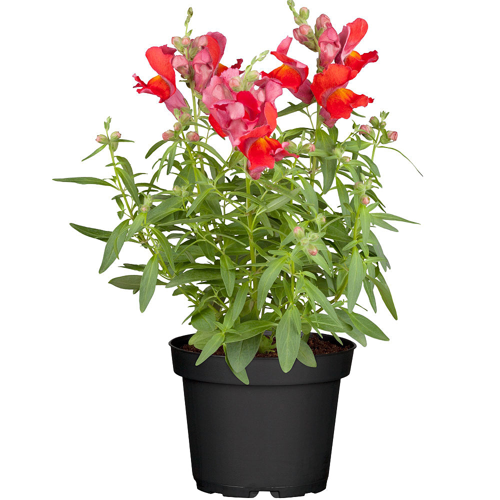Löwenmäulchen (Antirrhinum majus) - Rot | Bild 2