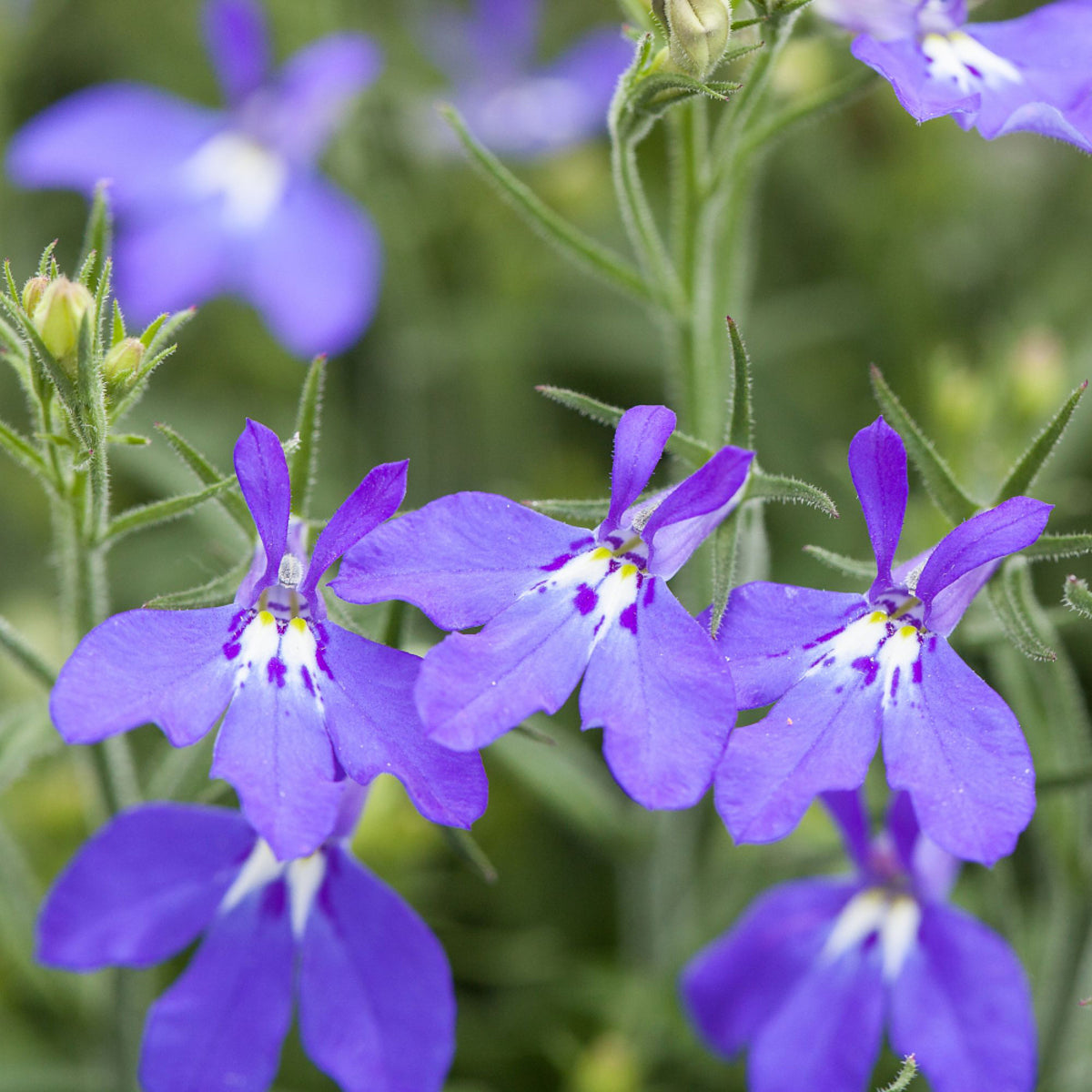 Männertreu (Lobelia richardii) - Blau - sommergrün | Bild 1