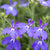 Männertreu (Lobelia richardii) - Blau - sommergrün | Bild 1