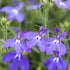 Männertreu (Lobelia richardii) - Blau - sommergrün | Bild 1