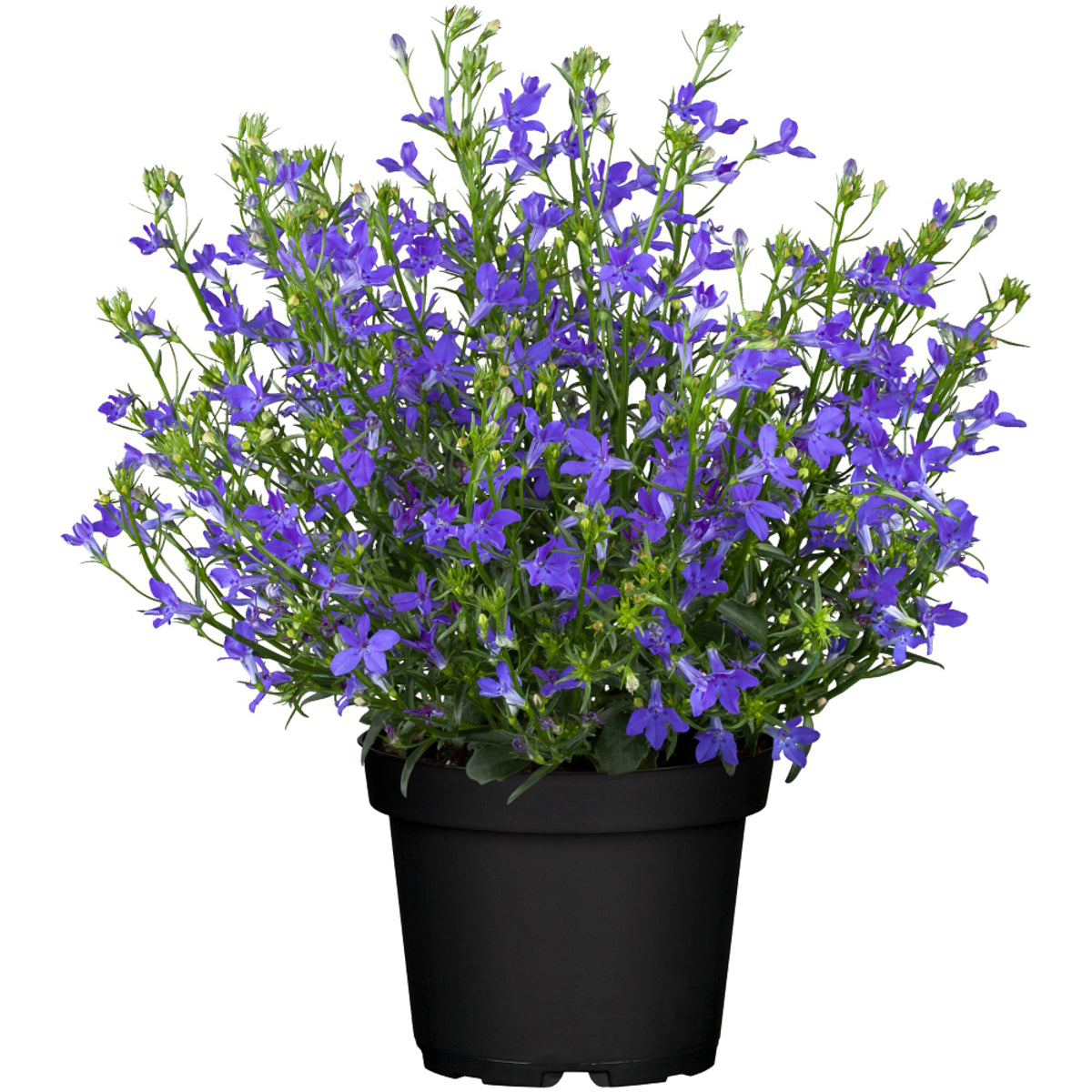 Männertreu (Lobelia richardii) - Blau - sommergrün | Bild 2