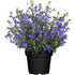 Männertreu (Lobelia richardii) - Blau - sommergrün | Bild 2