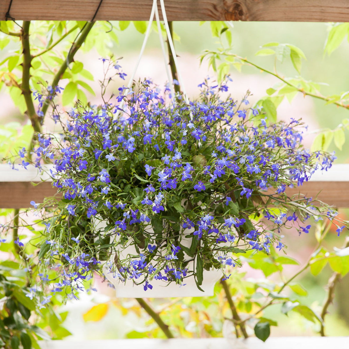 Männertreu (Lobelia richardii) - Blau - sommergrün | Bild 3