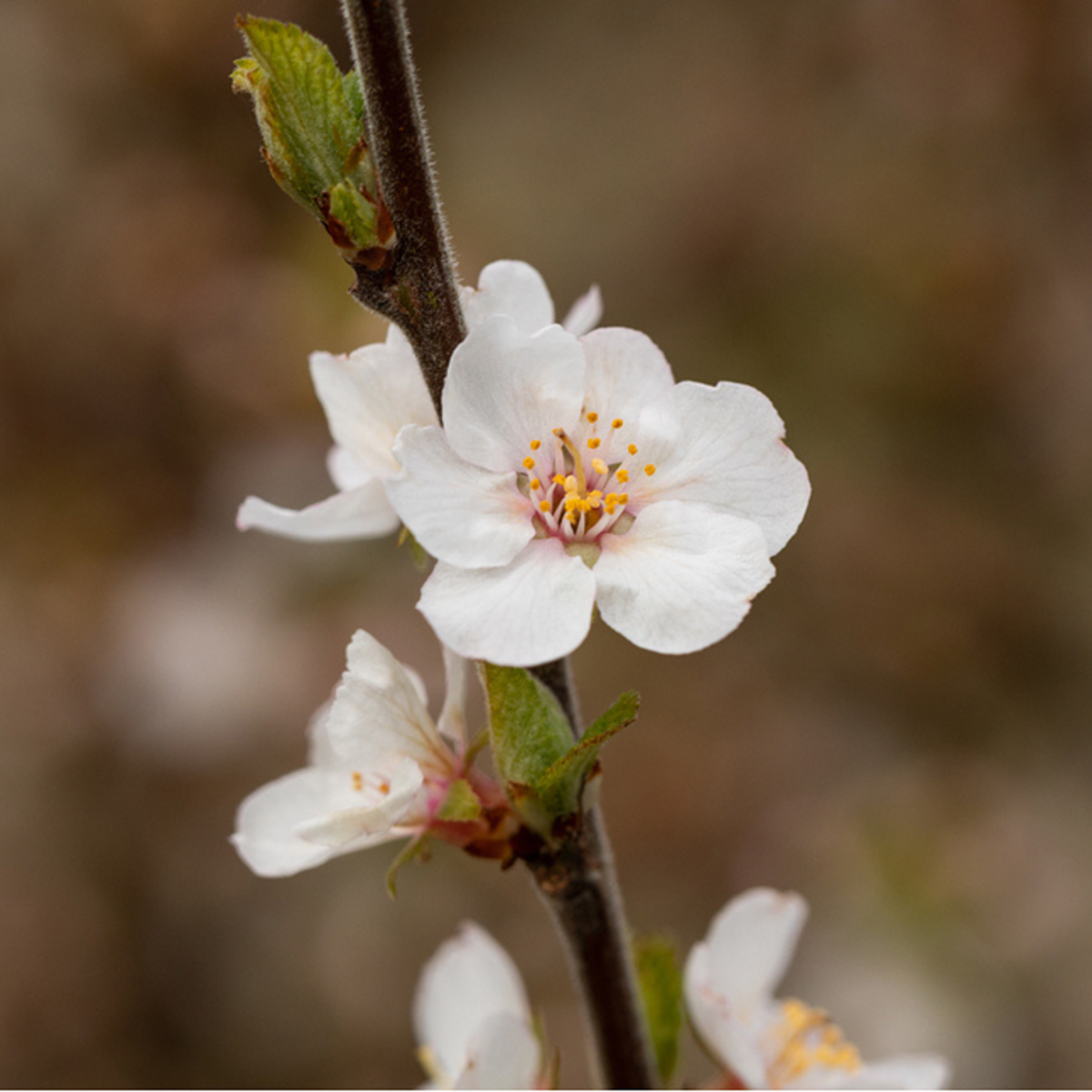 März-Kirsche 'Kojou-no-mai' (Prunus incisa 'Kojou-no-mai') - Rosa - sommergrün - winterhart | Bild 1