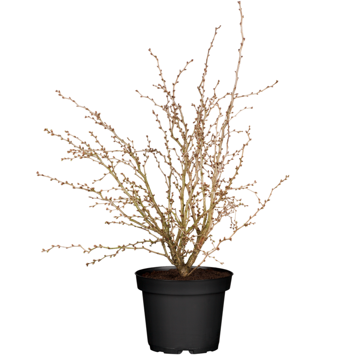 März-Kirsche 'Kojou-no-mai' (Prunus incisa 'Kojou-no-mai') - Rosa - sommergrün - winterhart | Bild 2