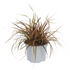 Mahagonigras 'Everflame' (Uncinia rubra 'Everflame') - Grün - sommergrün - winterhart | Bild 1