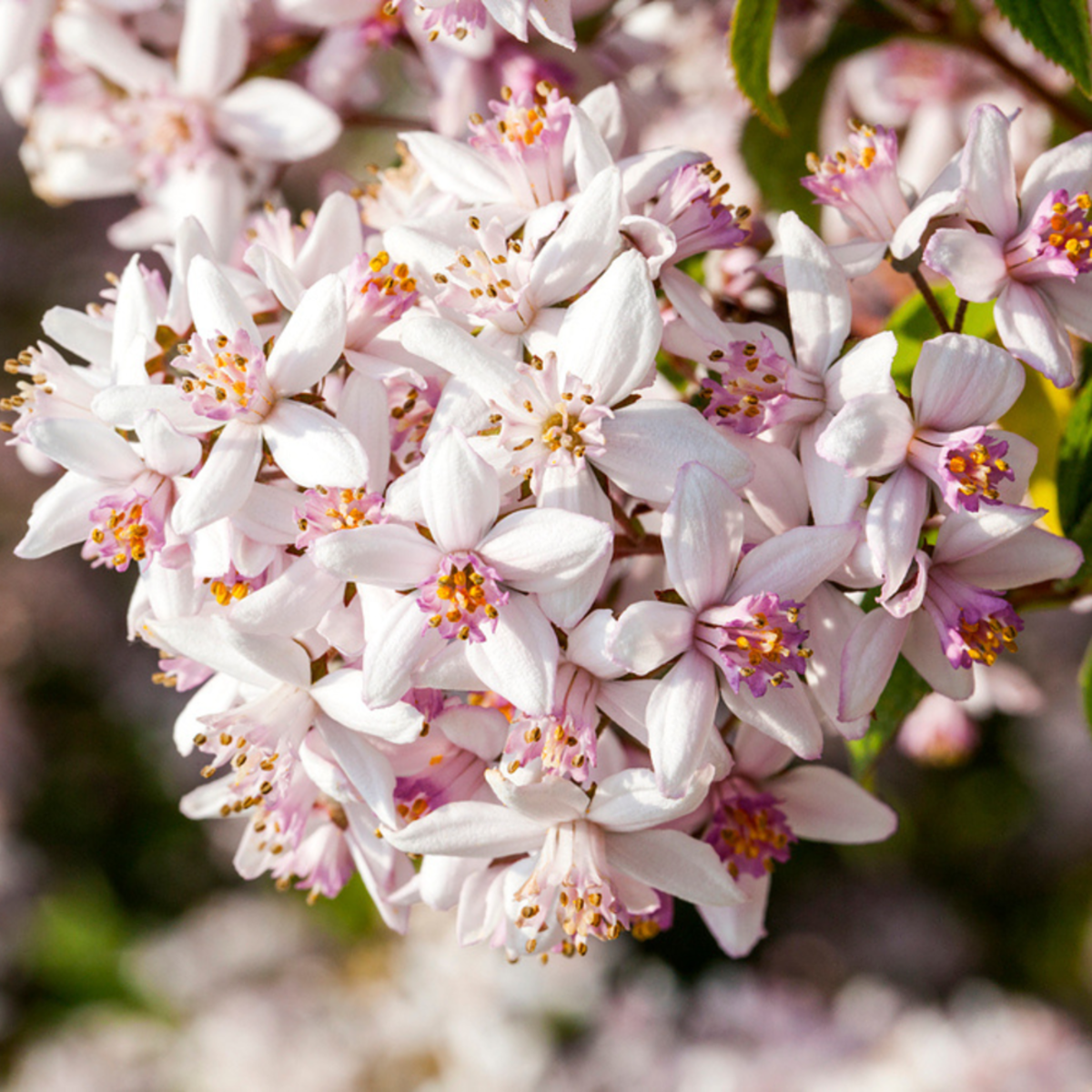 Maiblumenstrauch 'Yuki Cherry Blossom®' (Deutzia gracilis 'Yuki Cherry Blossom®') - Pink - sommergrün - winterhart | Bild 1