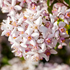 Maiblumenstrauch 'Yuki Cherry Blossom®' (Deutzia gracilis 'Yuki Cherry Blossom®') - Pink - sommergrün - winterhart | Bild 1