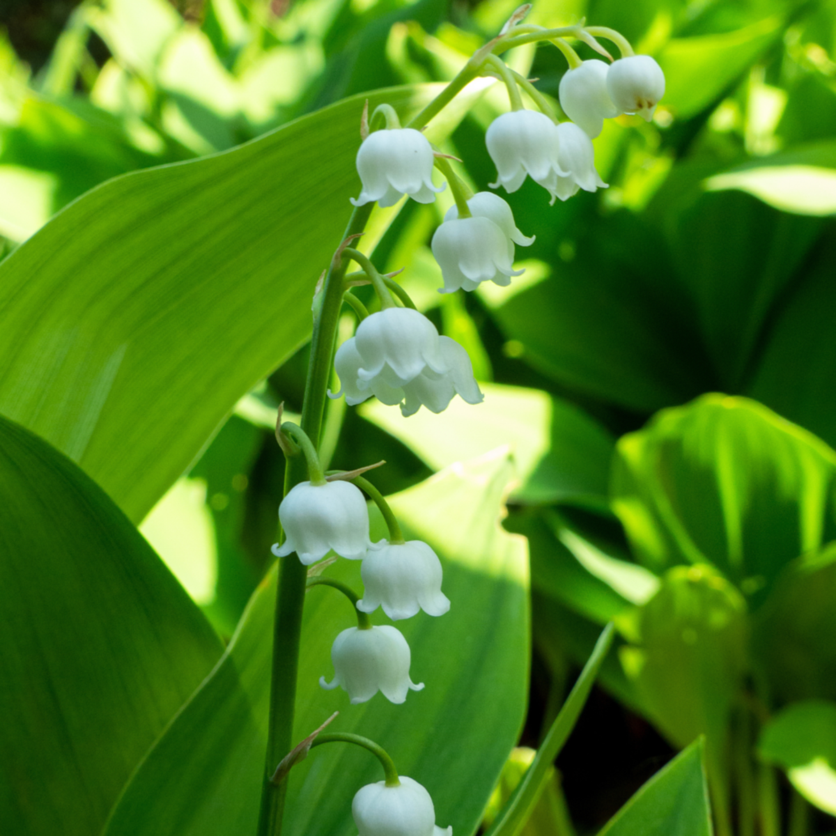 Maiglöckchen (Convallaria majalis) - Weiß - sommergrün - winterhart | Bild 1