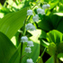 Maiglöckchen (Convallaria majalis) - Weiß - sommergrün - winterhart | Bild 1