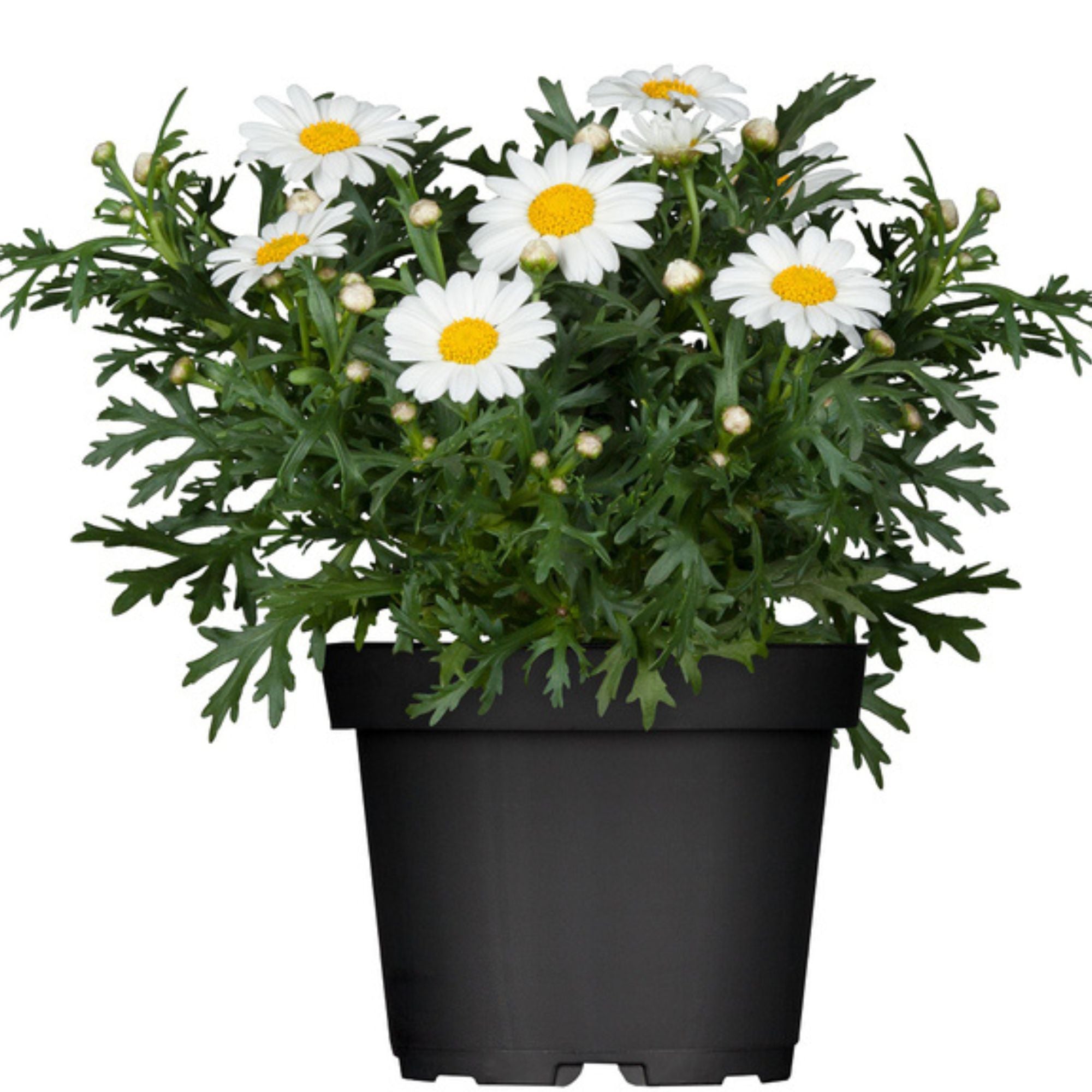 Margerite (Argyranthemum frutescens) - Weiß | Bild 1