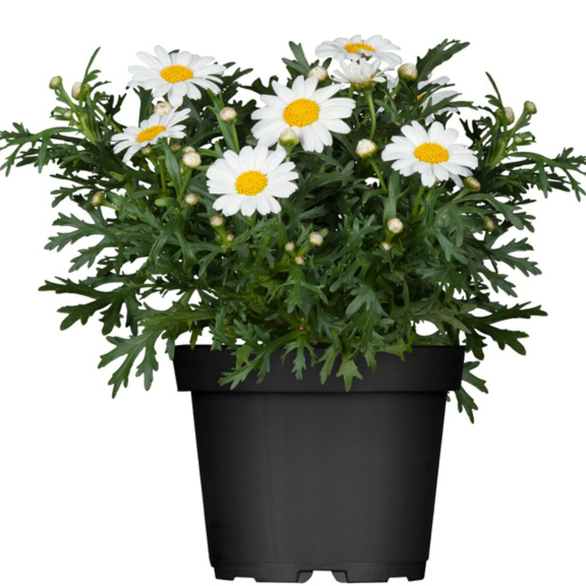 Margerite (Argyranthemum frutescens) - Weiß | Bild 1