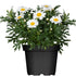 Margerite (Argyranthemum frutescens) - Weiß | Bild 1