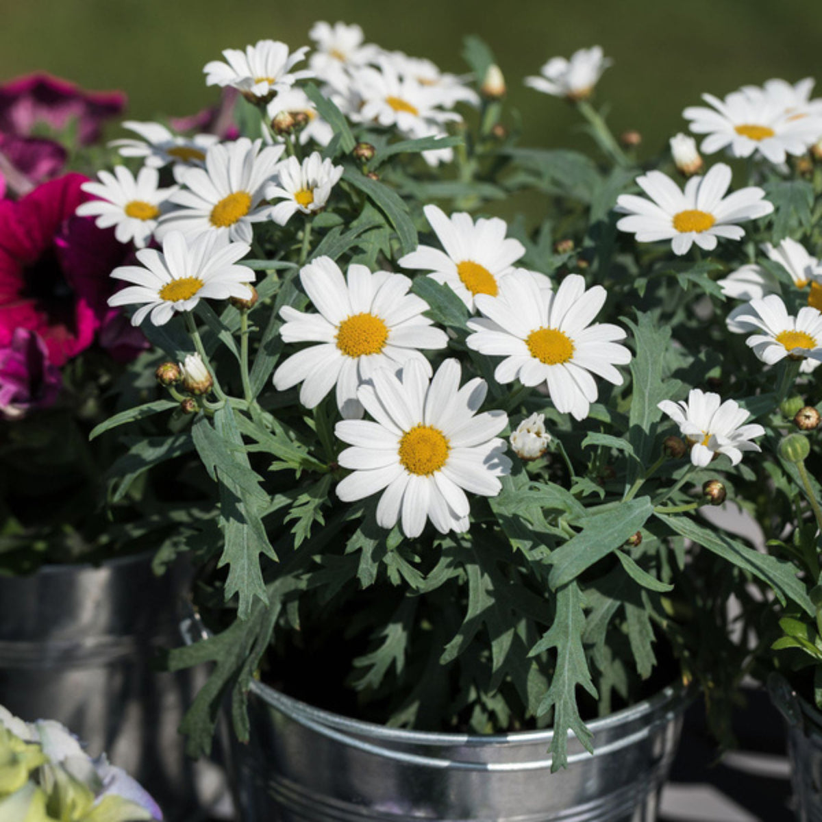 Margerite (Argyranthemum frutescens) - Weiß | Bild 3