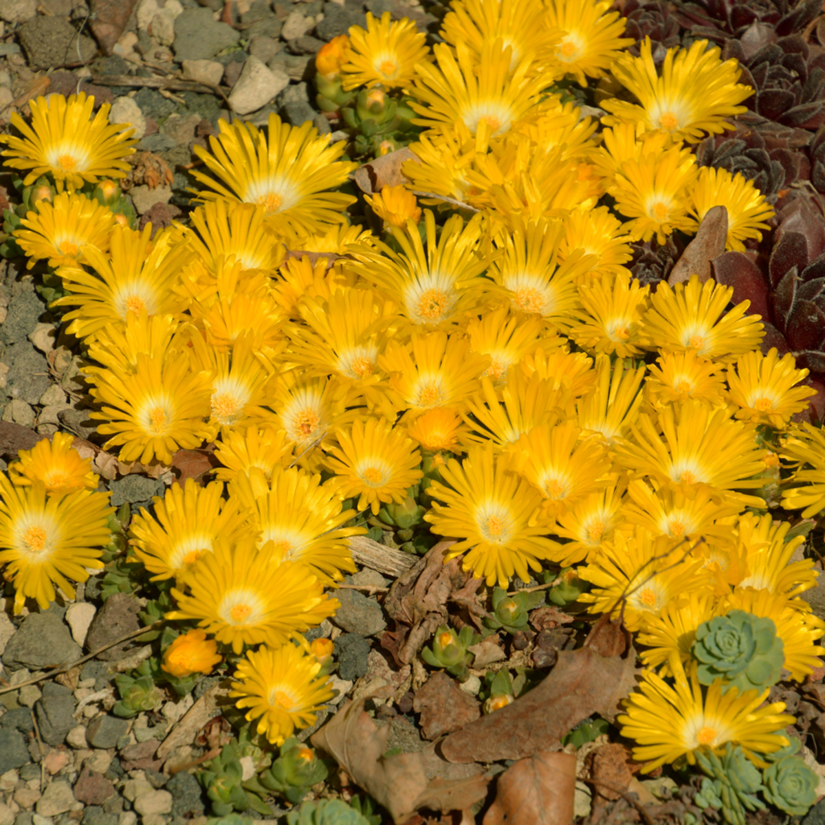 Mittagsblume (Delosperma congestum) - Gelb - winterhart | Bild 1