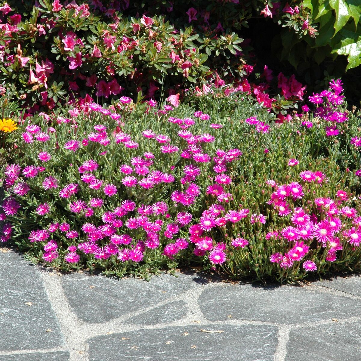 Mittagsblume (Delosperma congestum) - Pink - winterhart | Bild 1