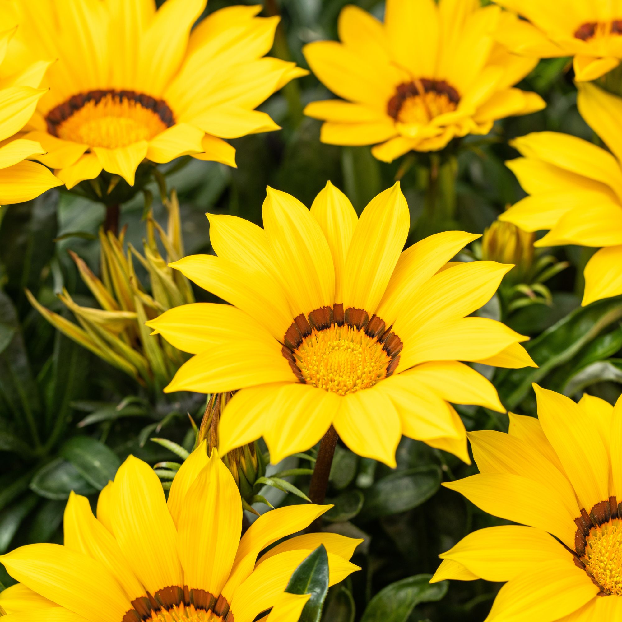 Mittagsgold (Gazania Hybriden) - Gelb | Bild 2