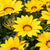 Mittagsgold (Gazania Hybriden) - Gelb | Bild 2