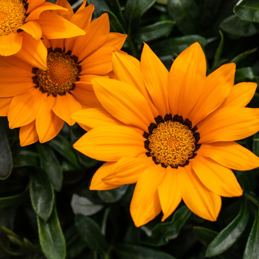 Mittagsgold (Gazania Hybriden) - Orange | Bild 1