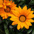 Mittagsgold (Gazania Hybriden) - Orange | Bild 1