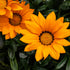 Mittagsgold (Gazania Hybriden) - Orange | Bild 1