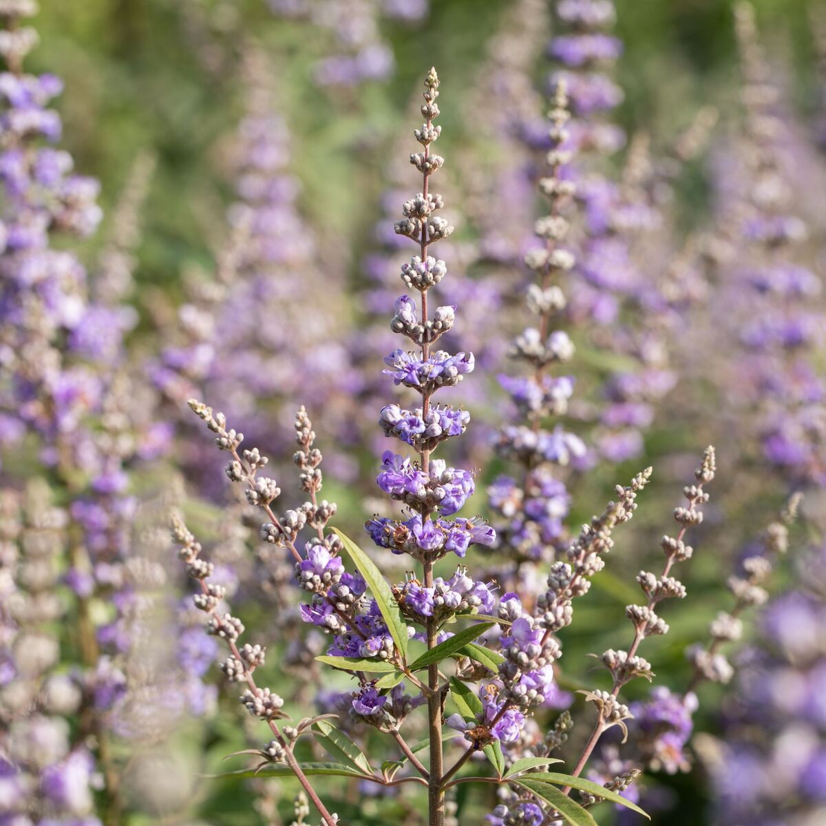 Mönchspfeffer (Vitex agnus-castus latifolia) - Blau - sommergrün - winterhart | Bild 1