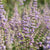 Mönchspfeffer (Vitex agnus-castus latifolia) - Blau - sommergrün - winterhart | Bild 1