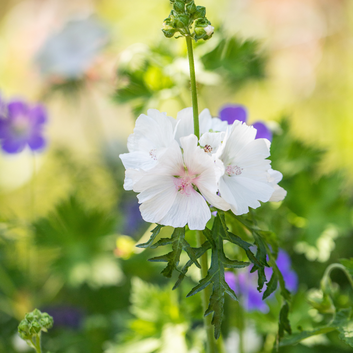 Moschusmalve 'Alba' (Malva moschata 'Alba') - Weiß - sommergrün - winterhart | Bild 1