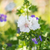 Moschusmalve 'Alba' (Malva moschata 'Alba') - Weiß - sommergrün - winterhart | Bild 1