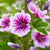 Moschusmalve (Malva moschata 'Zebrina') - Rosa - sommergrün - winterhart | Bild 1