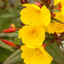 Nachtkerze 'African Sun' (Oenothera 'African Sun') - Gelb | Bild 1