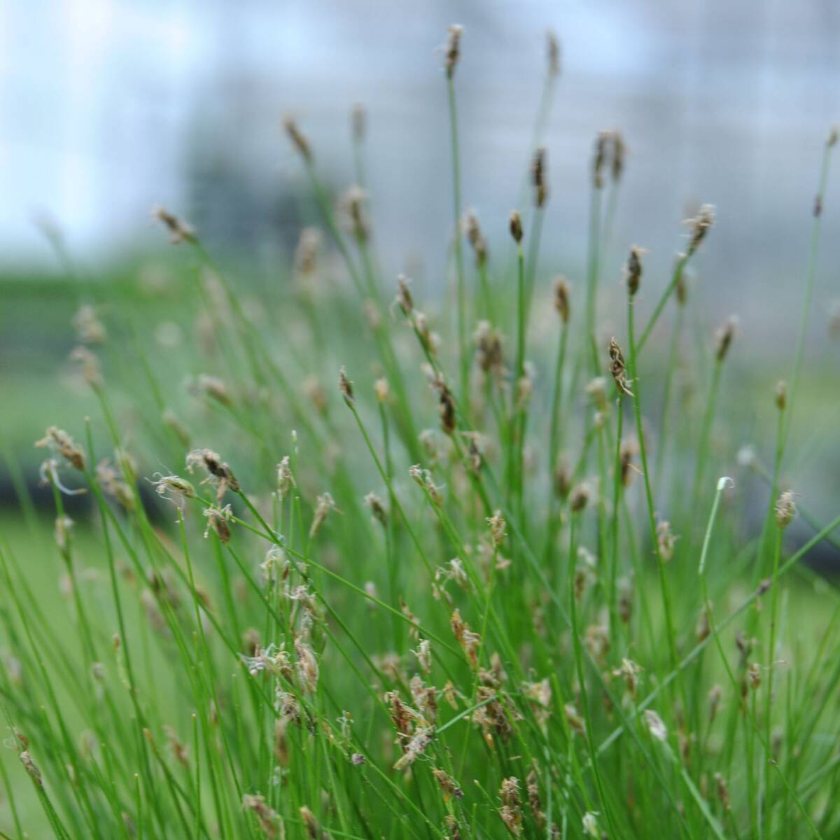 Nadelsimse (Eleocharis acicularis) - Braun - winterhart | Bild 1