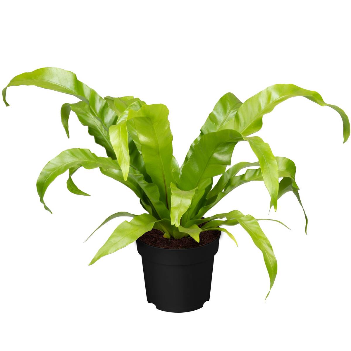 Nestfarn (Asplenium nidus) - Grün - immergrün - winterhart | Bild 1