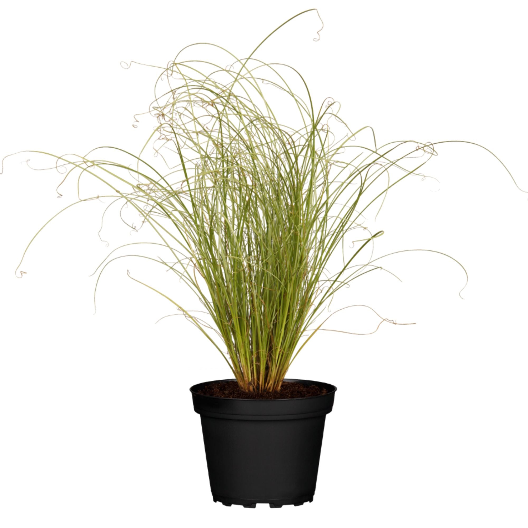 Neuseeländische Segge 'Frosted Curls' (Carex albula 'Frosted Curls') - Grün - winterhart | Bild 1