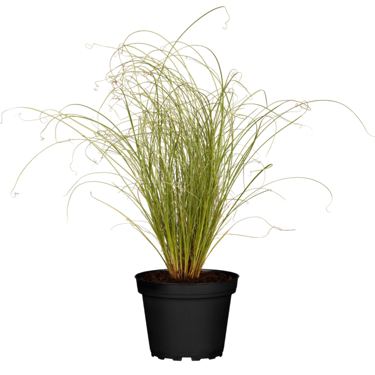Neuseeländische Segge 'Frosted Curls' (Carex albula 'Frosted Curls') - Grün - winterhart | Bild 1