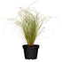 Neuseeländische Segge 'Frosted Curls' (Carex albula 'Frosted Curls') - Grün - winterhart | Bild 1